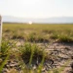 올해 초복 날짜