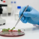 스트렙토카르푸스 삭소롬