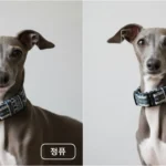 이탈리안 그레이하운드