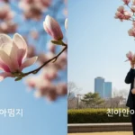 목련꽃 그늘 아래서